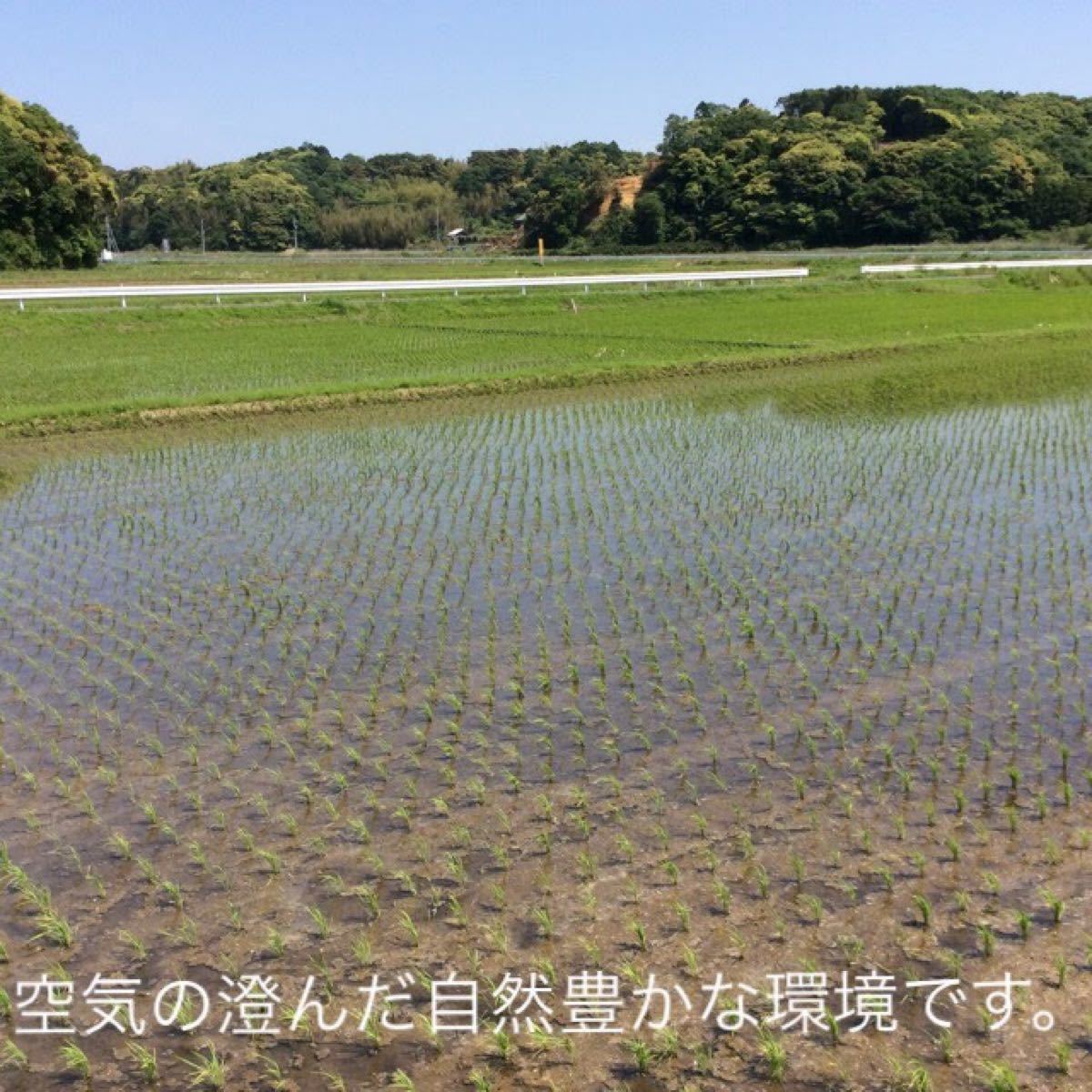 茨城産こしひかり　25kg 送料込み