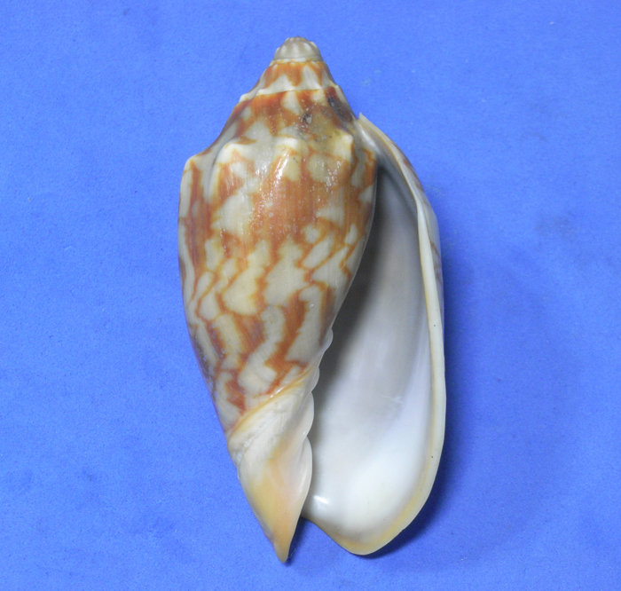  раковина моллюска     образец  cymbiola vespertilio 83.5mm