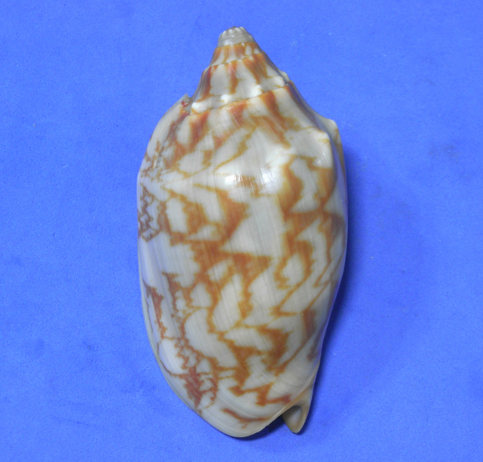  раковина моллюска     образец  cymbiola vespertilio 83.5mm