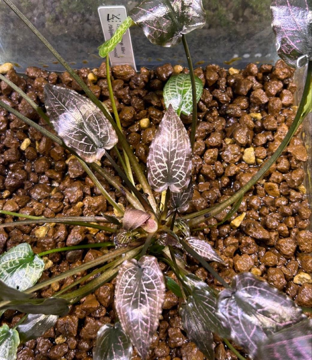 Cryptocoryne sp Min-1 Philippines【LA1223-01z】ジュエル Cryptocoryne sp Min-1 Philippines【LA1223-01z】ジュエル