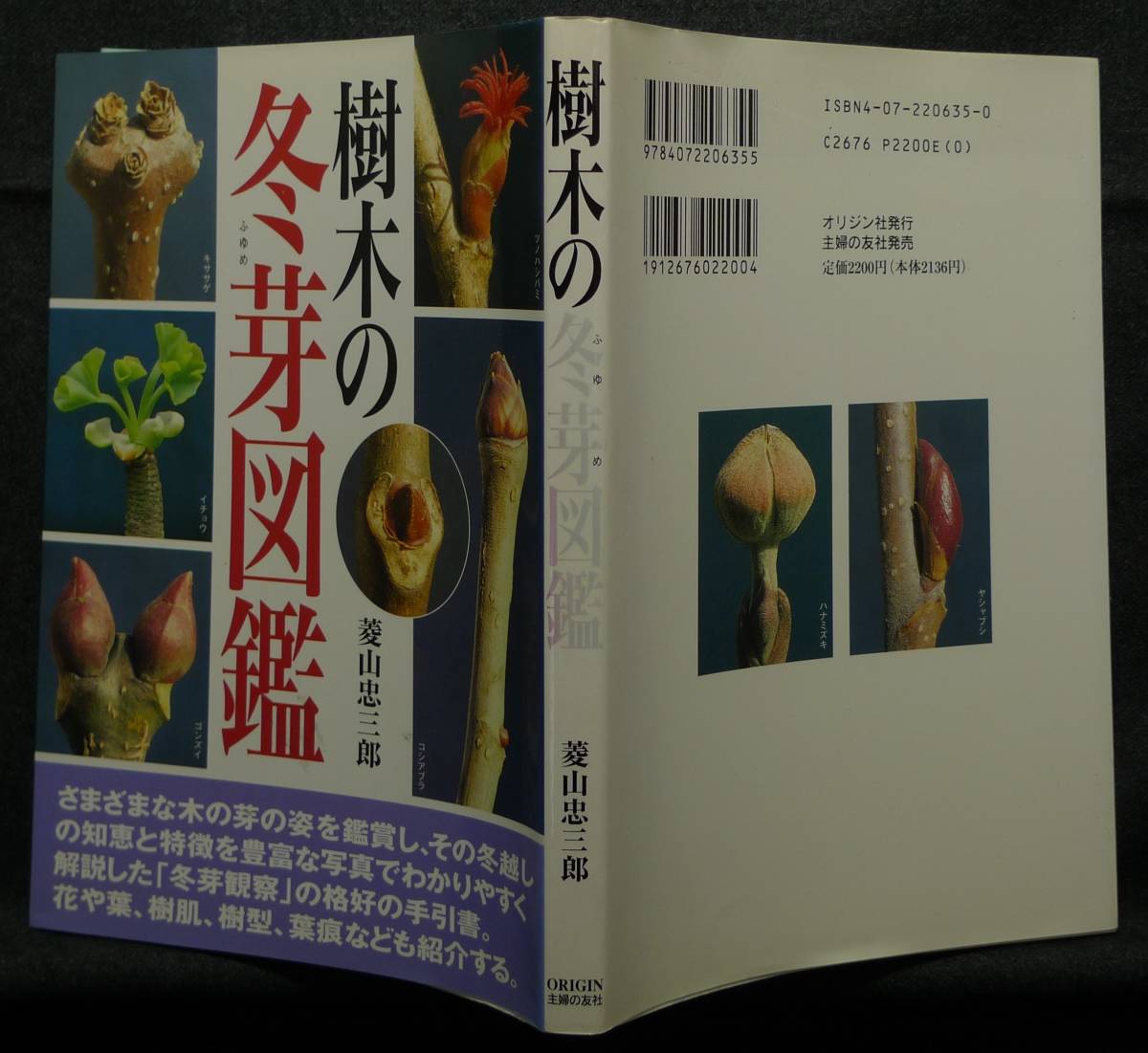 【超希少】【初版、美品】古本　樹木の冬芽図鑑　著者/菱山忠三郎　（株）主婦の友社_画像2