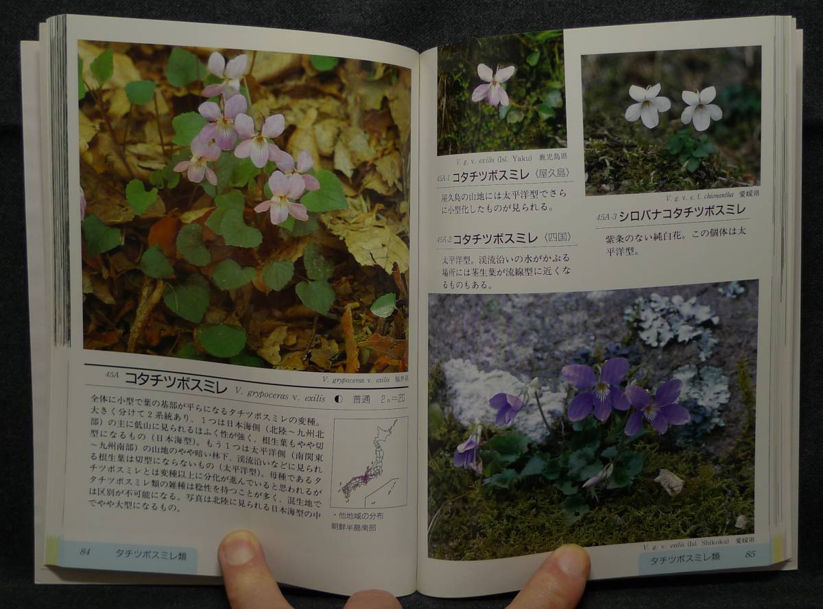 [ super rare ][ the first version, beautiful goods ] secondhand book sumire illustrated reference book sumire 265 goods kind ..... separate volume hobby. fields and mountains grass author / rice field ...( stock ).. leaf bookstore 