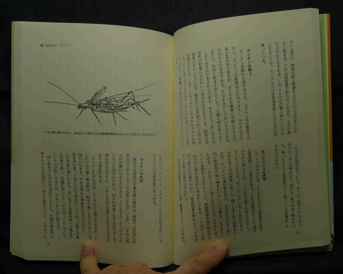 【超希少】【初版、美品】古本　鳴く虫の博物誌　自然誌ライブラリー 著者：松浦一郎　（株）文一総合出版_画像5