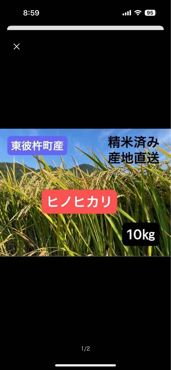 長崎県産ヒノヒカリ 米 精米済み 10kg