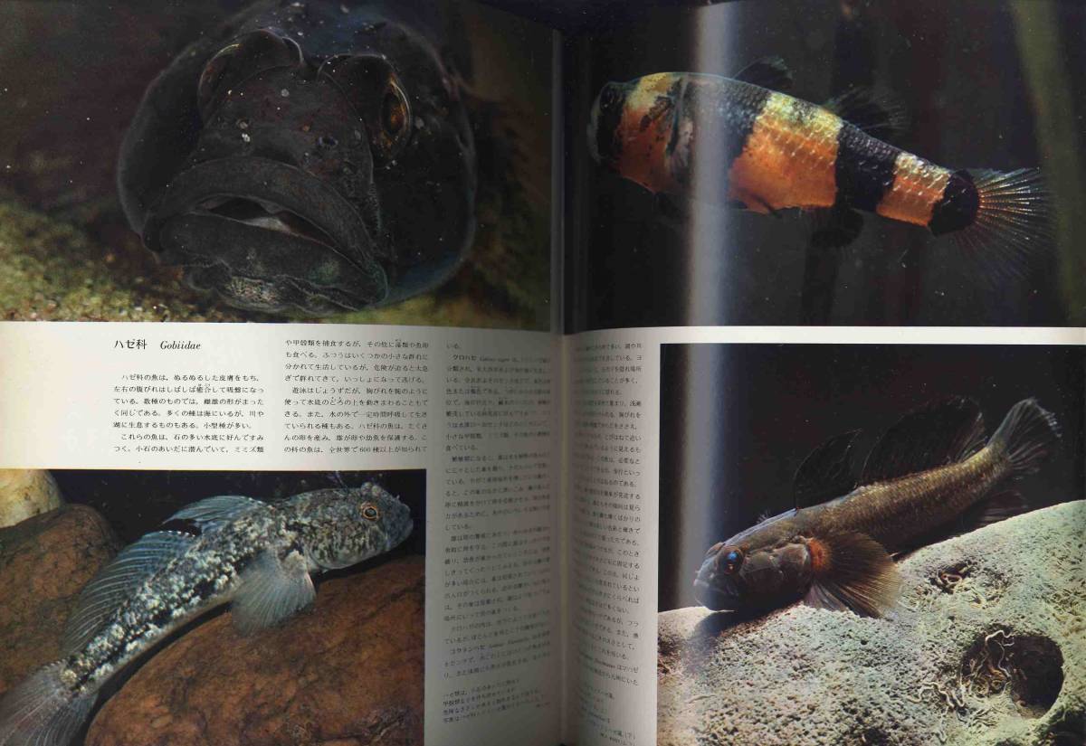 在庫有】 朝日=ラルース 週刊世界動物百科 カバーあり 1-51 71-134