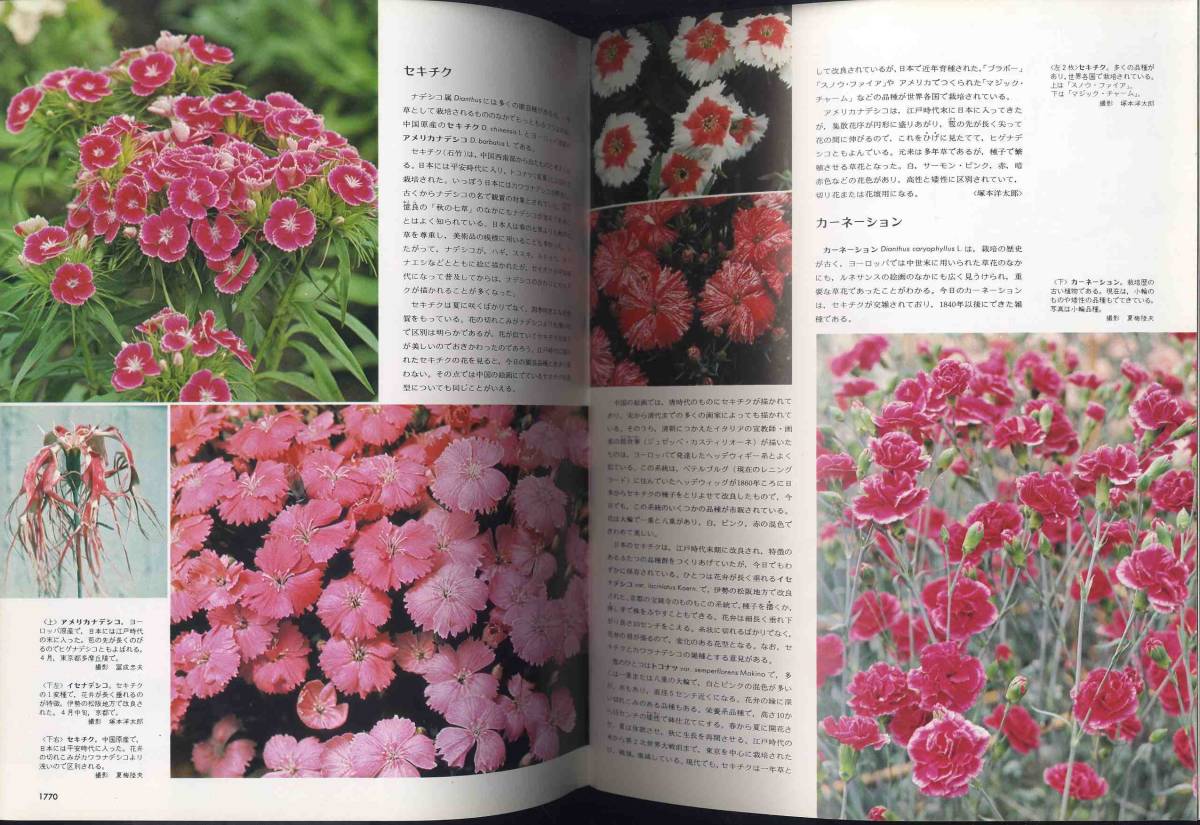 【d8957】77.5.8 週刊朝日百科「世界の植物」76／ナデシコ、ハコベ、… _画像4