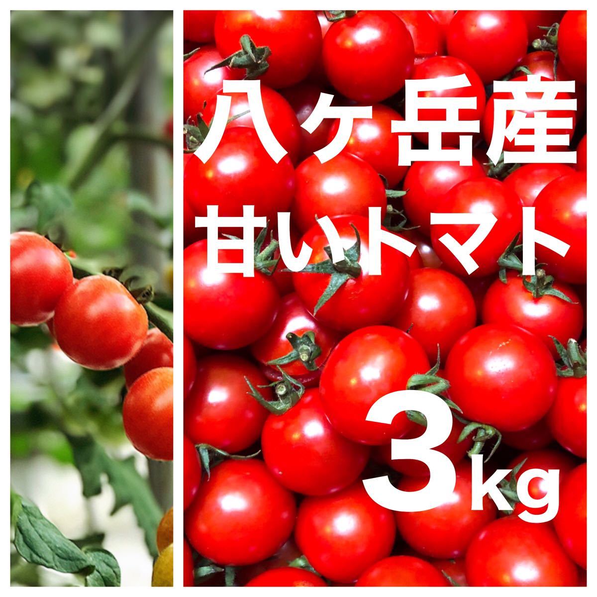 八ヶ岳(長野県) 産　ミニトマト 約3kg バラ 甘くて味が濃い　免疫力UPに