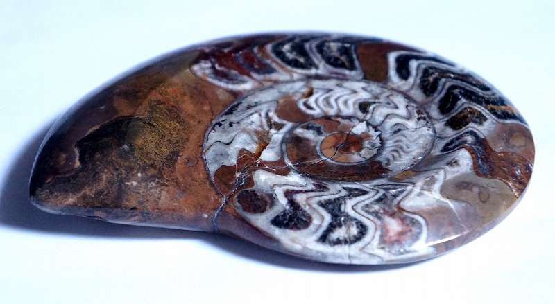  shell. fossil. Anne mo Night.moroko production fossil 13cm