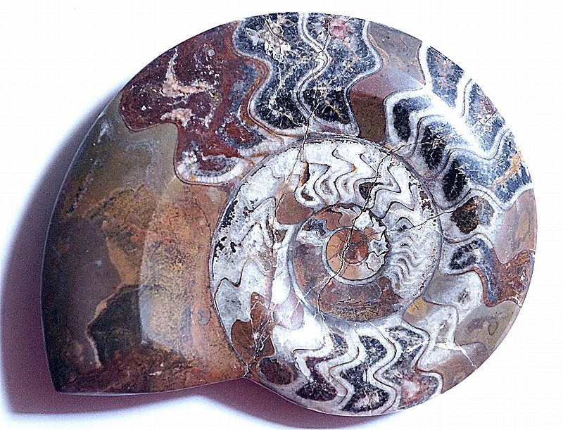  shell. fossil. Anne mo Night.moroko production fossil 13cm