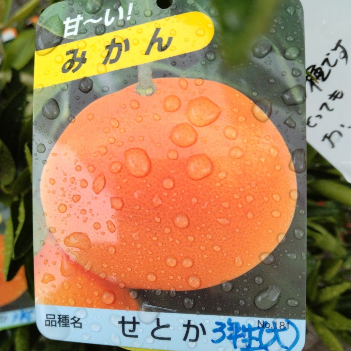 訳あってお買い得！30～80％OFF 閉店間際 高級ミカン「せとか」3年生苗木｜Yahoo!フリマ（旧 果樹