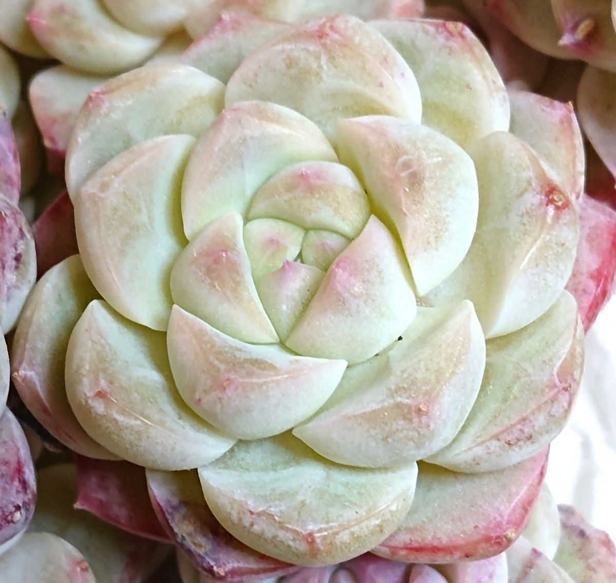 ホワイトソーダ》 WhiteSoda カット苗 エケベリア 多肉植物 韓国 ホワイトソーダ》 WhiteSoda カット苗 エケベリア 多肉植物 韓国