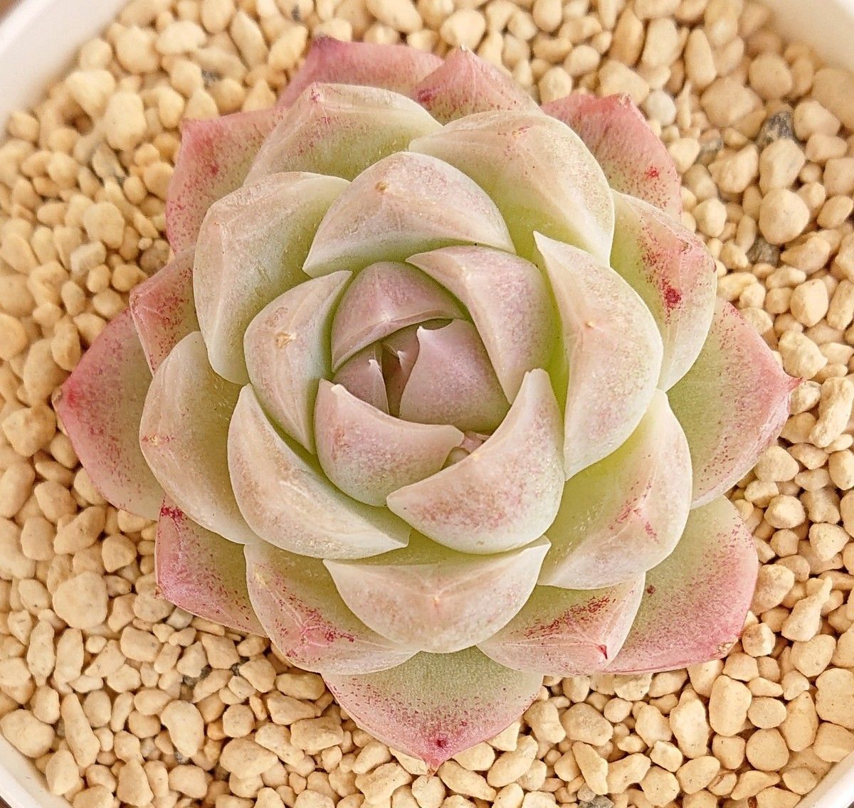 ホワイトソーダ》 WhiteSoda カット苗 エケベリア 多肉植物 韓国 ホワイトソーダ》 WhiteSoda カット苗 エケベリア 多肉植物 韓国