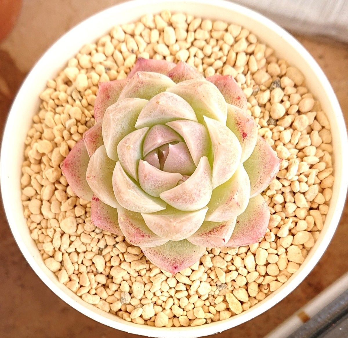 ホワイトソーダ》 WhiteSoda カット苗 エケベリア 多肉植物 韓国 ホワイトソーダ》 WhiteSoda カット苗 エケベリア 多肉植物 韓国