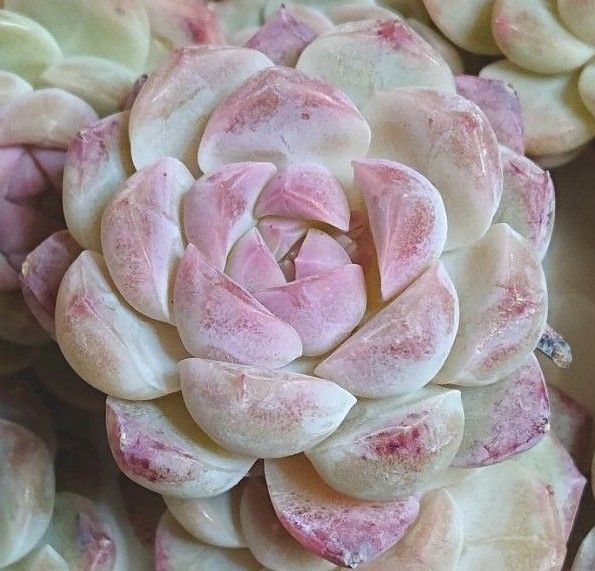 ホワイトソーダ》 WhiteSoda カット苗 エケベリア 多肉植物 韓国 ホワイトソーダ》 WhiteSoda カット苗 エケベリア 多肉植物 韓国