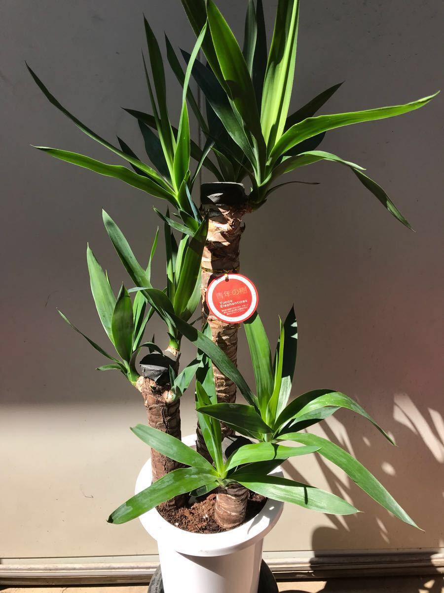 ユッカ 青年の樹 鉢植え 1