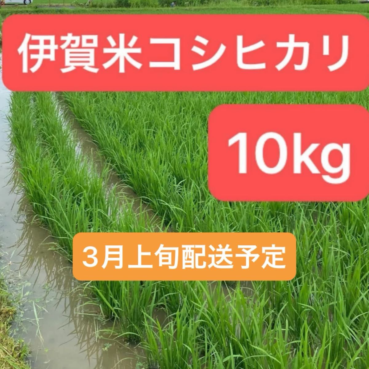 【特A米】令和6年新米・三重県産コシヒカリ・精米