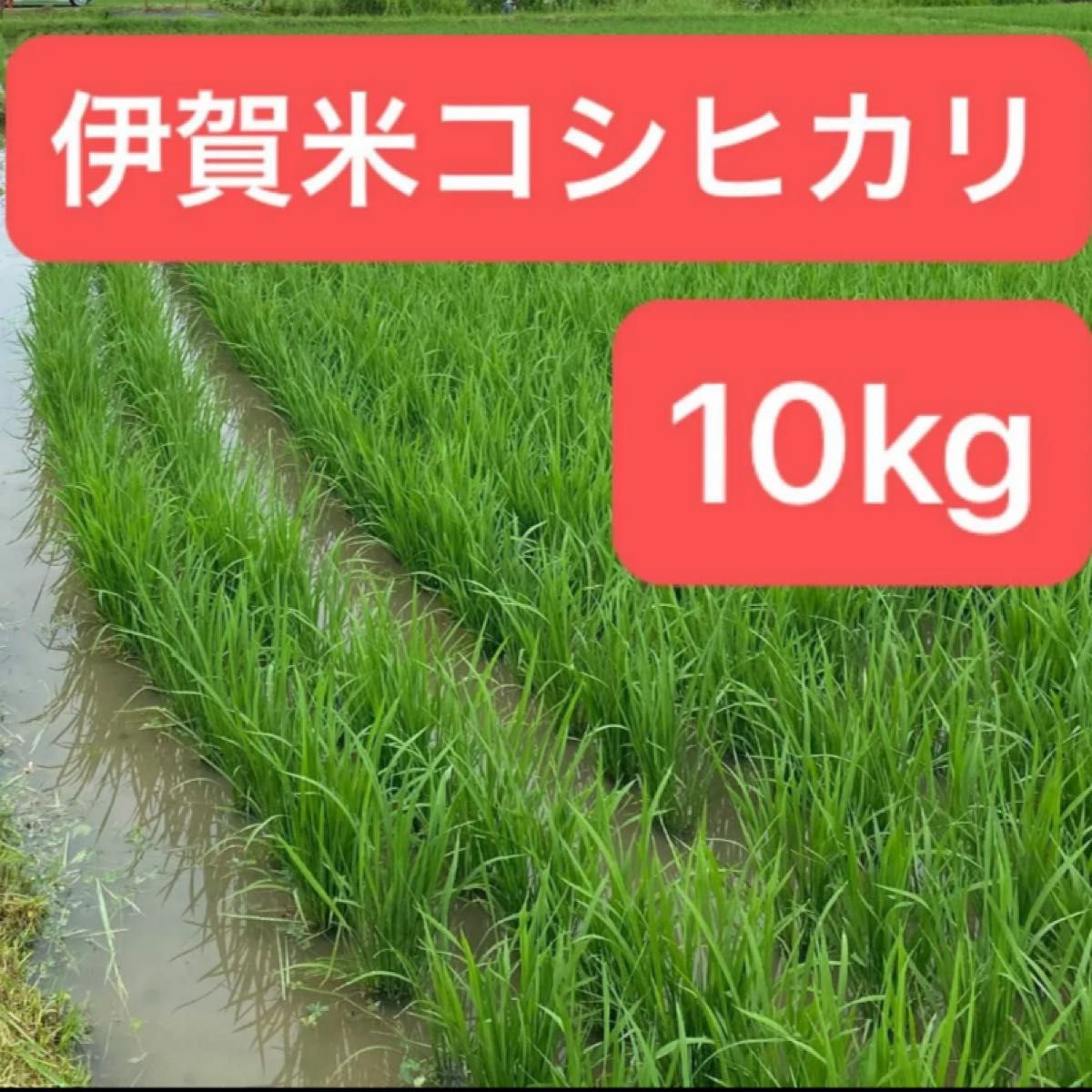 【特A米】令和6年新米・三重県産コシヒカリ・玄米10kg