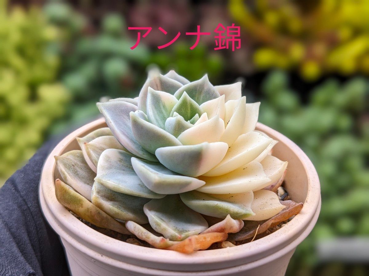 多肉植物 エケベリアアンナ 錦 韓国苗 3/29写真を更新しました 多肉植物 エケベリアアンナ 錦 韓国苗 3/29写真を更新しました