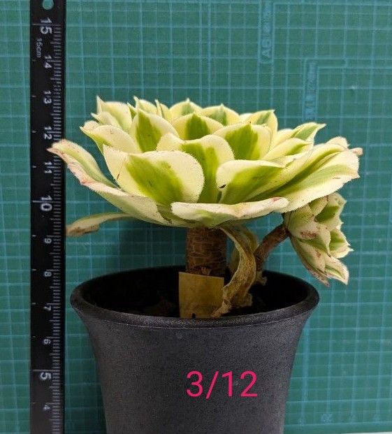 多肉植物 アエオニウム マイバッハ 韓国苗 ① 写真を差し替え 多肉植物 アエオニウム マイバッハ 韓国苗 ① 写真を差し替え