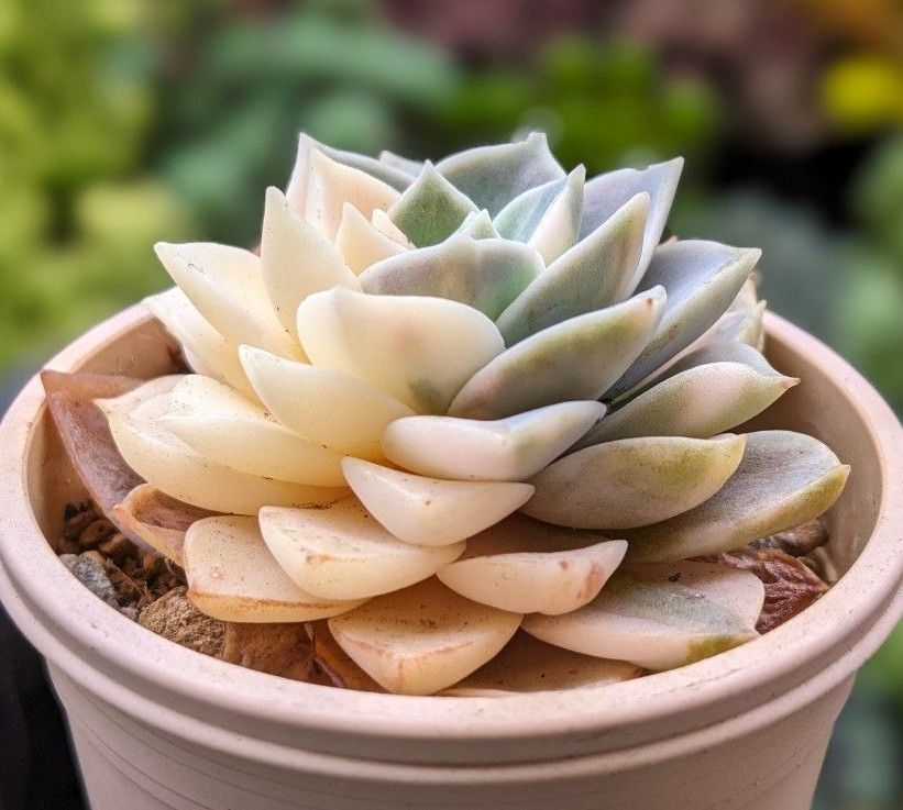 多肉植物 エケベリアアンナ 錦 韓国苗 3/29写真を更新しました 多肉植物 エケベリアアンナ 錦 韓国苗 3/29写真を更新しました