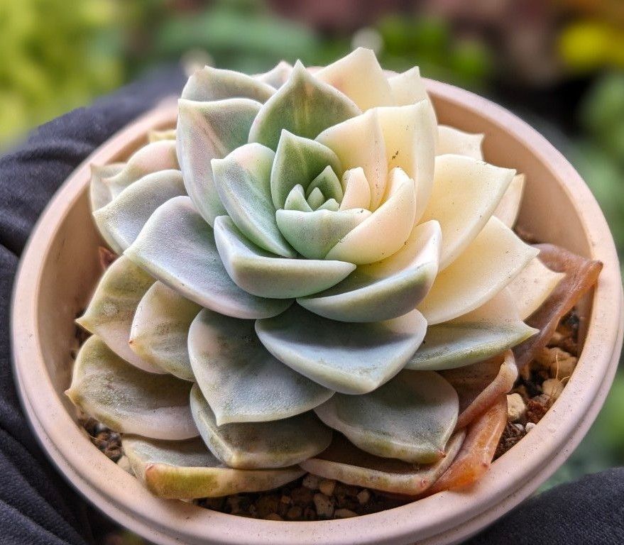 多肉植物 エケベリアアンナ 錦 韓国苗 3/29写真を更新しました 多肉植物 エケベリアアンナ 錦 韓国苗 3/29写真を更新しました