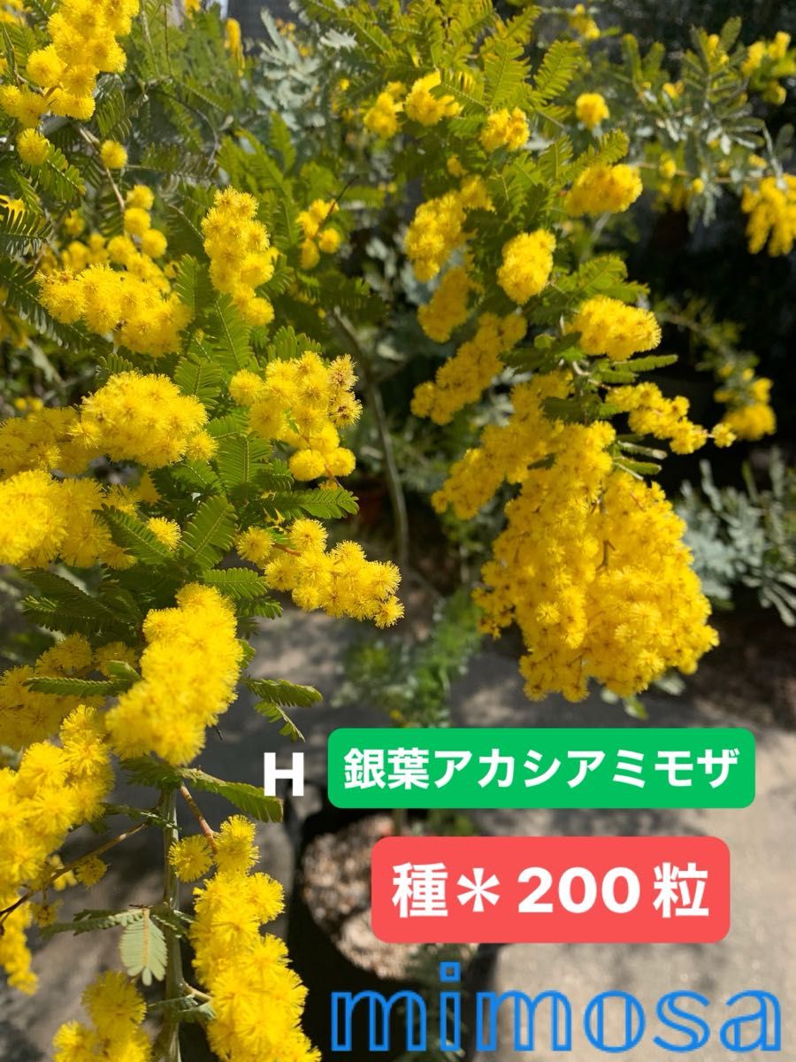 H 銀葉アカシアミモザ 種 200粒|Yahoo!フリマ(旧PayPayフリマ) H 銀葉アカシアミモザ 種 200粒|Yahoo!フリマ(旧PayPayフリマ)