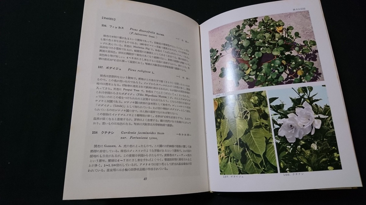 ヤフオク ｎ 原色花卉図鑑 下 一 二年草 花木編 著