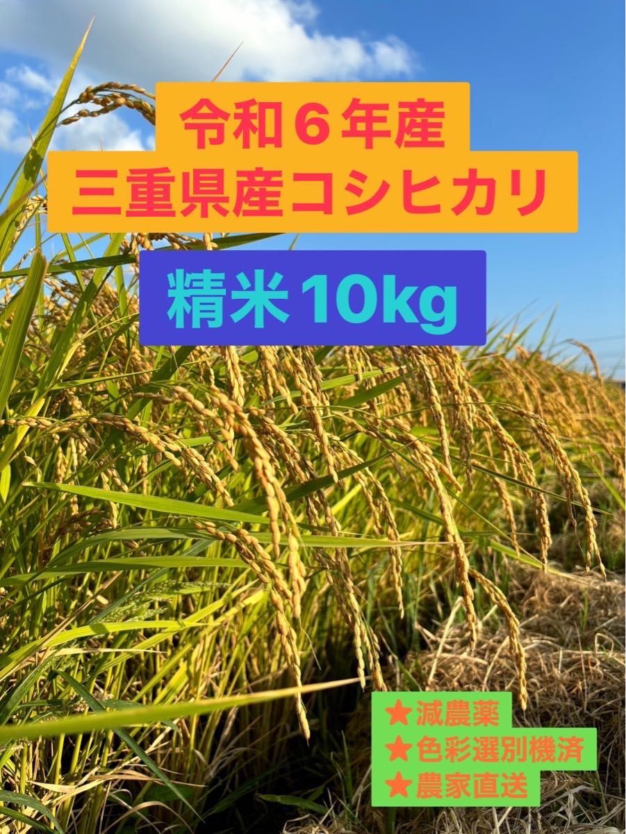令和6年産 専業農家の三重県産コシヒカリ 10kg 精米(白米) 産地・農家直送