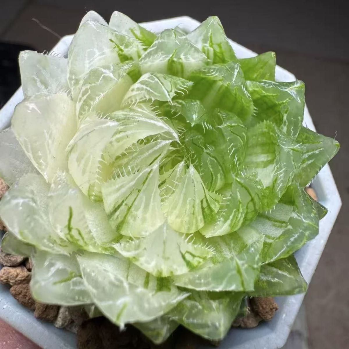 多肉植物 ハオルチア 桜水晶錦変異 姫桜錦 白化 糊斑|Yahoo 多肉植物 ハオルチア 桜水晶錦変異 姫桜錦 白化 糊斑|Yahoo