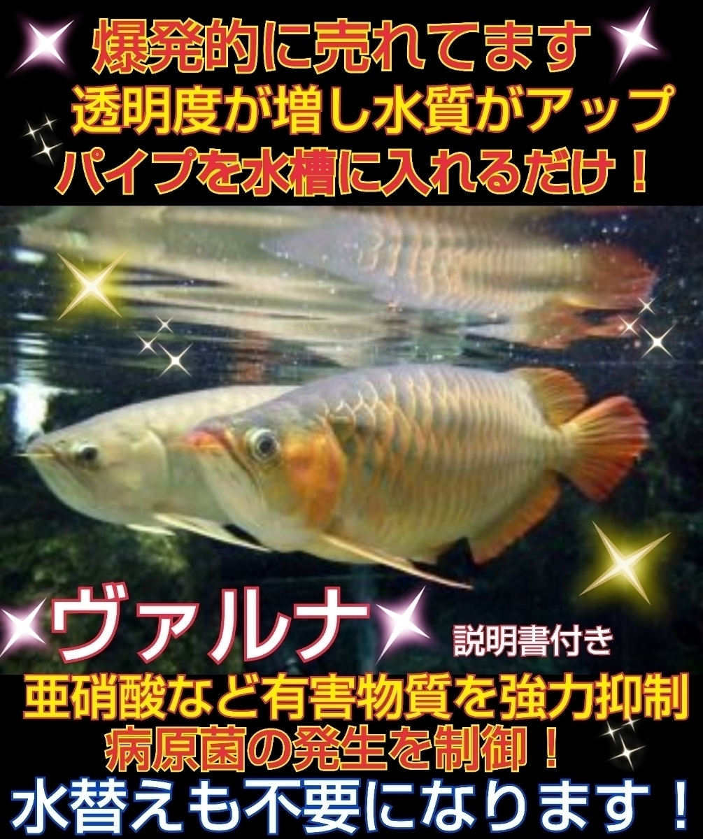 アロワナの飼育者絶賛！水質改善の最高峰【ヴァルナミニ8センチ】有害物質を強力抑制！透明度が抜群に！水替え不要になります！説明書付き_ヴァルナを入れるだけで抜群の水質に！