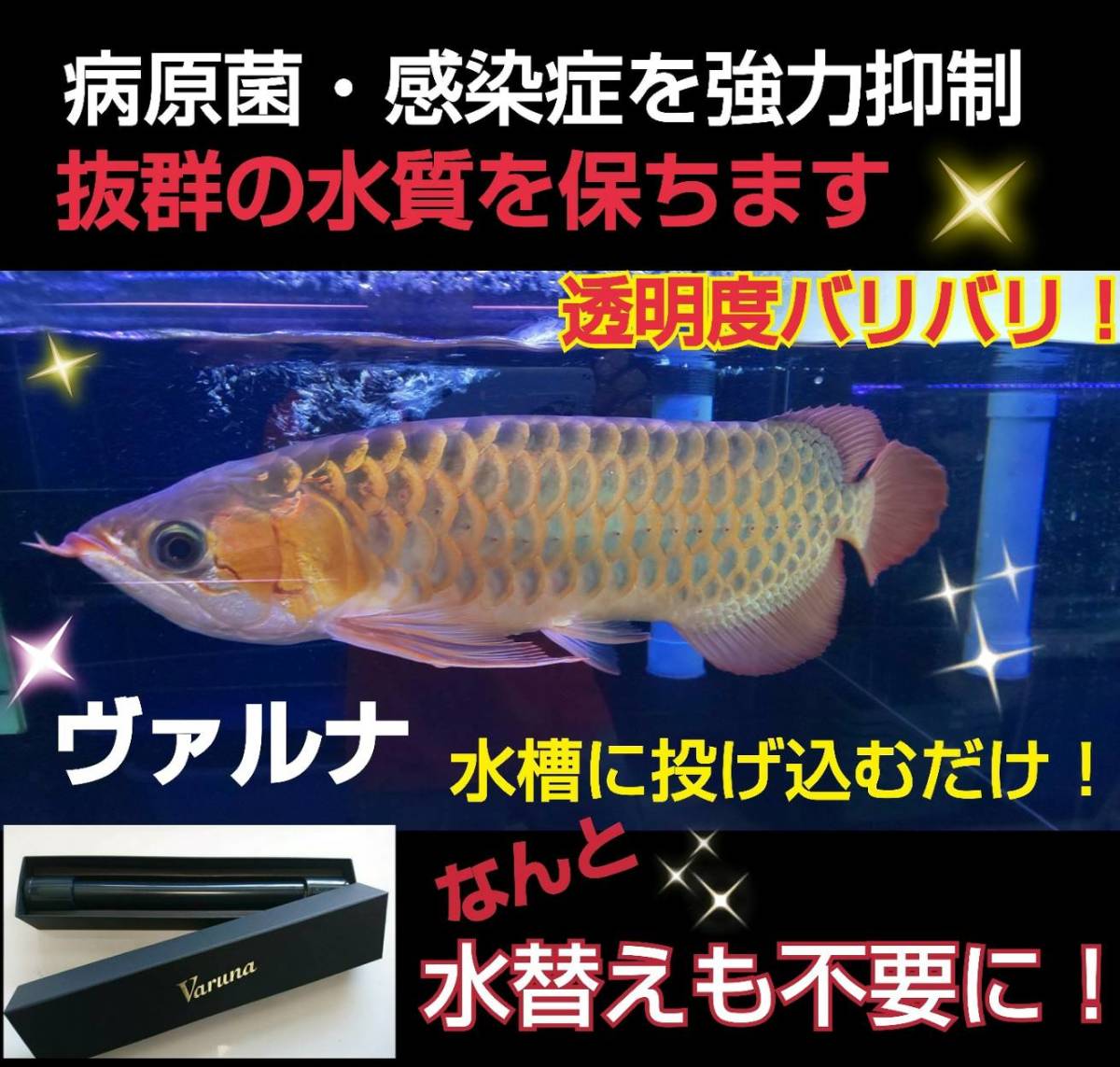 保障できる 爆発的に売れてます【ヴァルナ8センチ】透明度がアップし