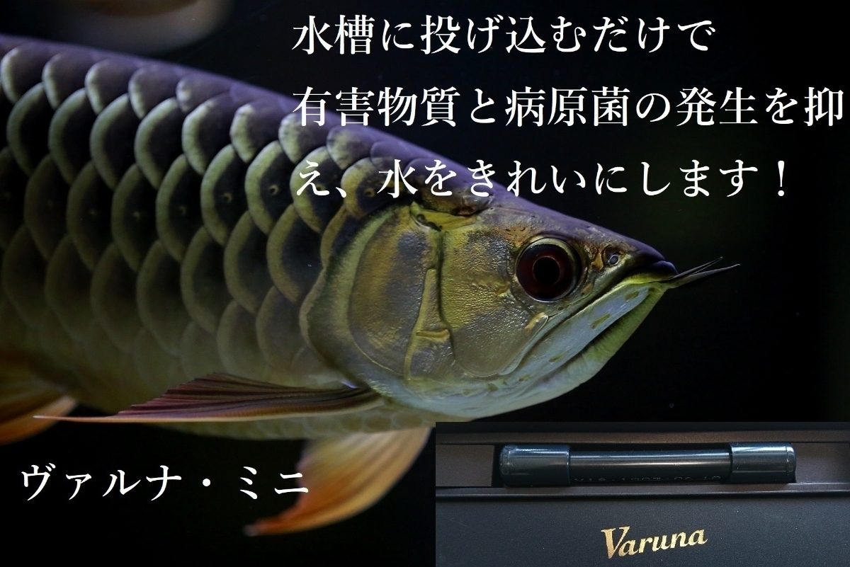 絶妙なデザイン 池の水を綺麗にしたいならコレです！錦鯉の品評会から