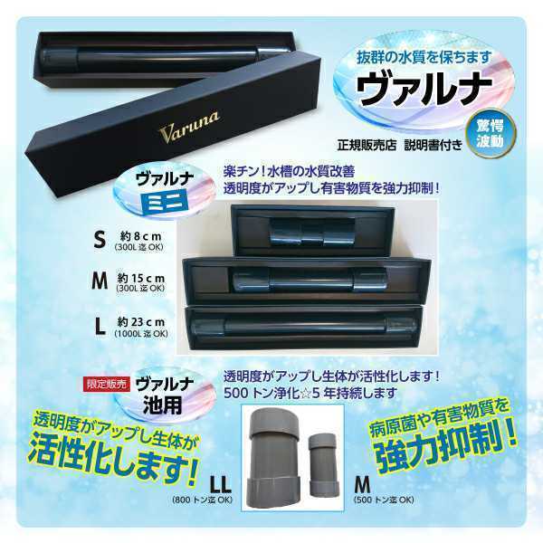 錦鯉の病気がなくなります☆品評会から絶賛【ヴァルナ池用 錦鯉の病気がなくなります☆品評会から絶賛【ヴァルナ池用
