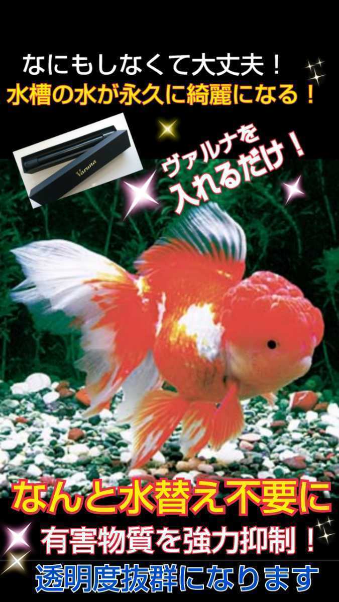 ヤフオク 水槽の水が綺麗になります メダカ飼育者絶賛 ヤフオク 水槽の水が綺麗になります メダカ飼育者絶賛