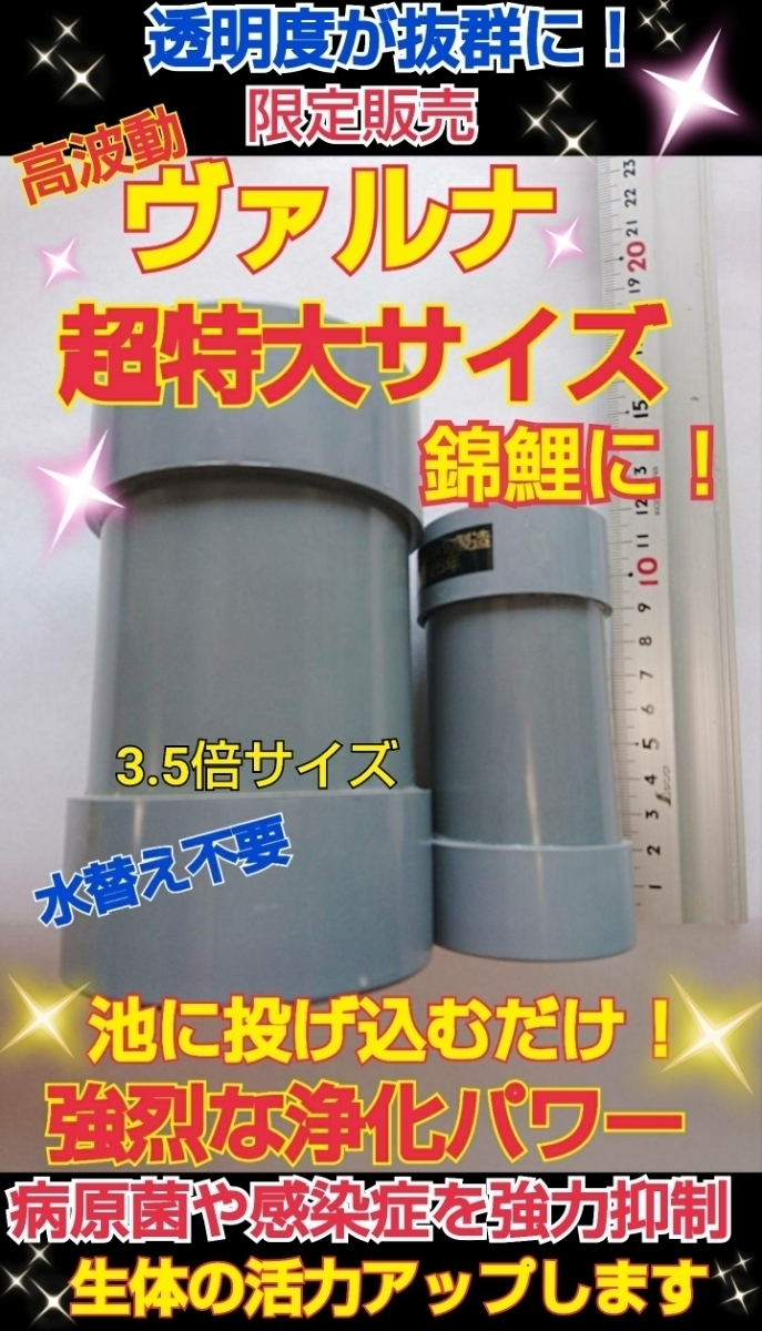 水質改善に最適！ ☆特大ヴァルナ☆水交換不要で池に入れるだけでOK☆800トン浄化します☆病原菌や感染症を強力抑制！透明度抜群になります