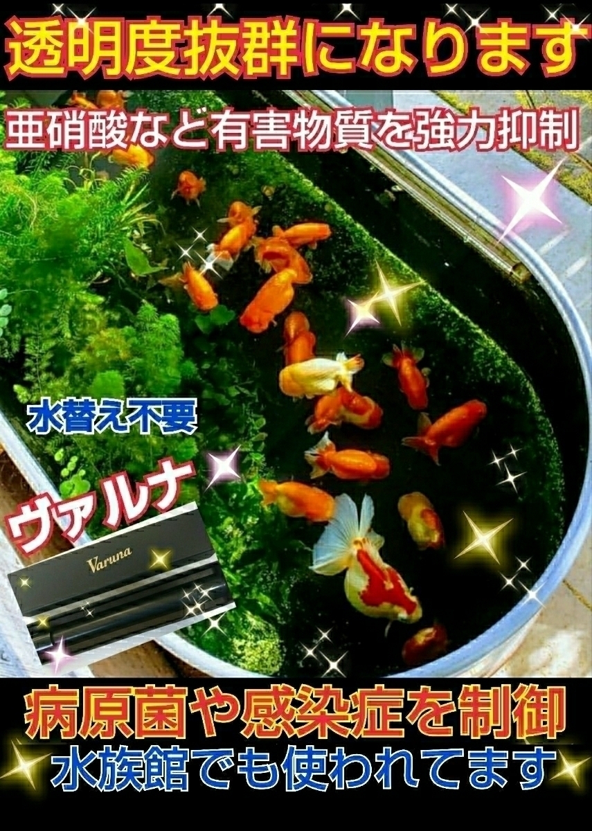 錦鯉の病気がなくなります☆品評会から絶賛【ヴァルナ池用 錦鯉の病気がなくなります☆品評会から絶賛【ヴァルナ池用