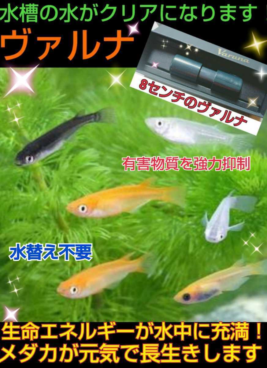 水槽の水が綺麗になります☆メダカ飼育者絶賛！【ヴァルナ8センチ】有害物質を強力抑制！透明度がアップします☆水替え不要に！病原菌予防