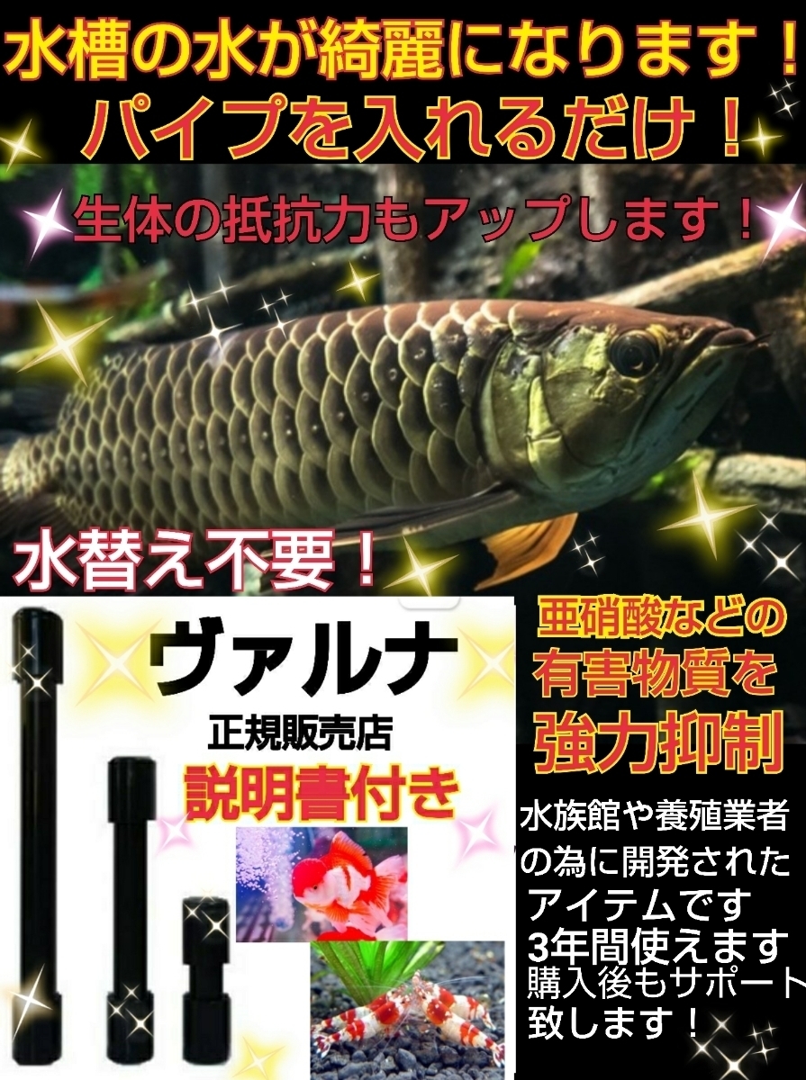 円高還元 アロワナの飼育者絶賛!水槽の水が綺麗になります【ヴァルナ