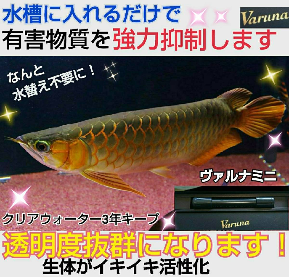 アロワナ飼育者絶賛!水質が抜群に【ヴァルナ23センチ】有害物質 アロワナ飼育者絶賛!水質が抜群に【ヴァルナ23センチ】有害物質