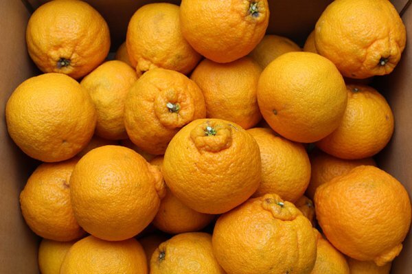 デコポン 不知火（愛媛産）3Kgのお取り寄せ販売（通販）送料無料