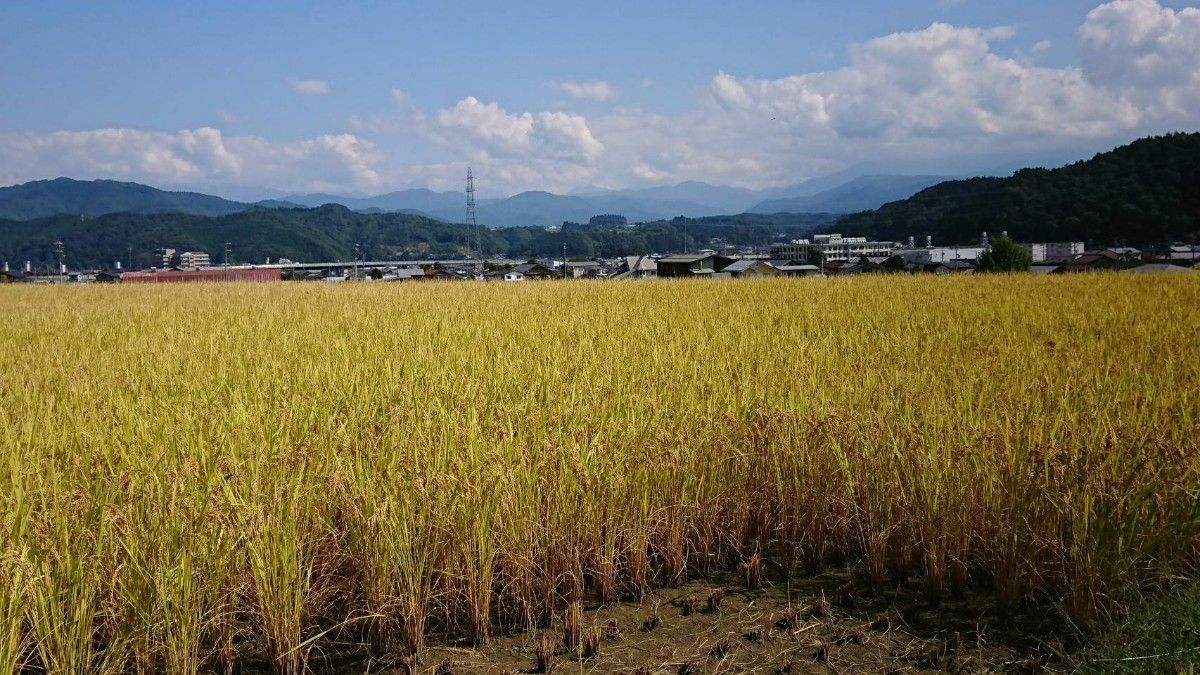 飛騨産コシヒカリ精米３キロ　生産農家直送