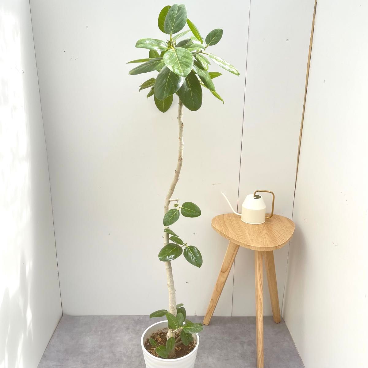 フィカス ベンガレンシス 曲がり 11【現品】観葉植物 大型 室内 フィカス ベンガレンシス 曲がり 11【現品】観葉植物 大型 室内