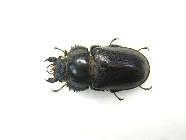 標本】アマミミヤマクワガタ(奄美大島宇検村)♀28.4ミリ(虫類 標本】アマミミヤマクワガタ(奄美大島宇検村)♀28.4ミリ(虫類