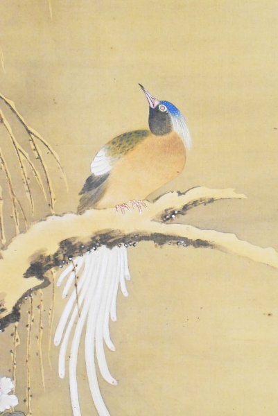 K5292 模写 狩野常信「尾長鳥」絹本 合箱 狩野尚信の子 狩野探幽 K5292 模写 狩野常信「尾長鳥」絹本 合箱 狩野尚信の子 狩野探幽