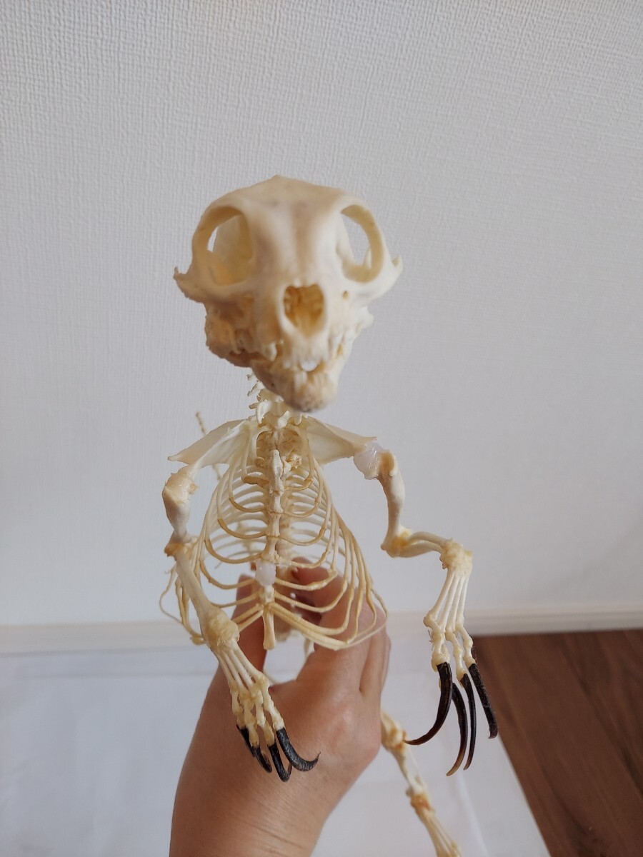 ミーアキャットの全身骨格標本 頭骨 頭蓋骨 剥製(科学、自然 ミーアキャットの全身骨格標本 頭骨 頭蓋骨 剥製(科学、自然