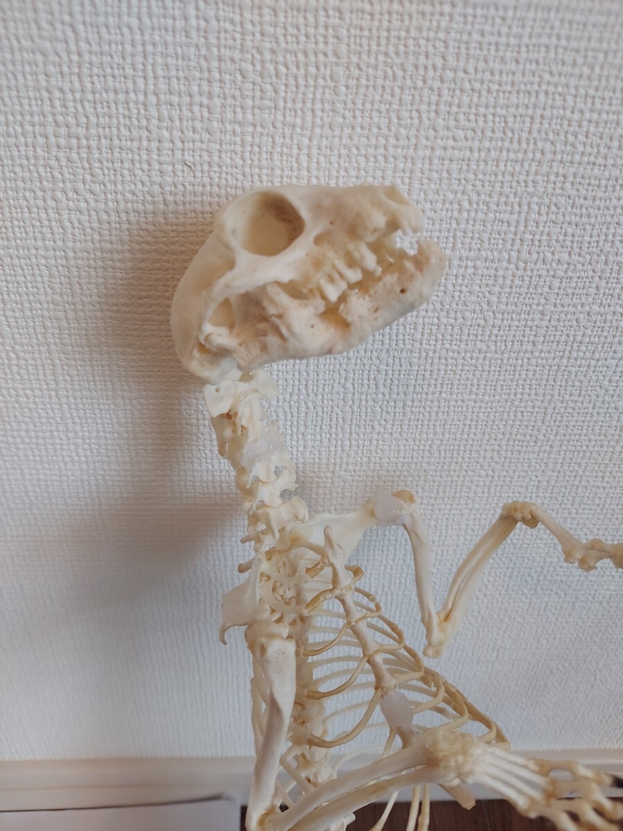 ミーアキャットの全身骨格標本 頭骨 頭蓋骨 剥製(科学、自然 ミーアキャットの全身骨格標本 頭骨 頭蓋骨 剥製(科学、自然
