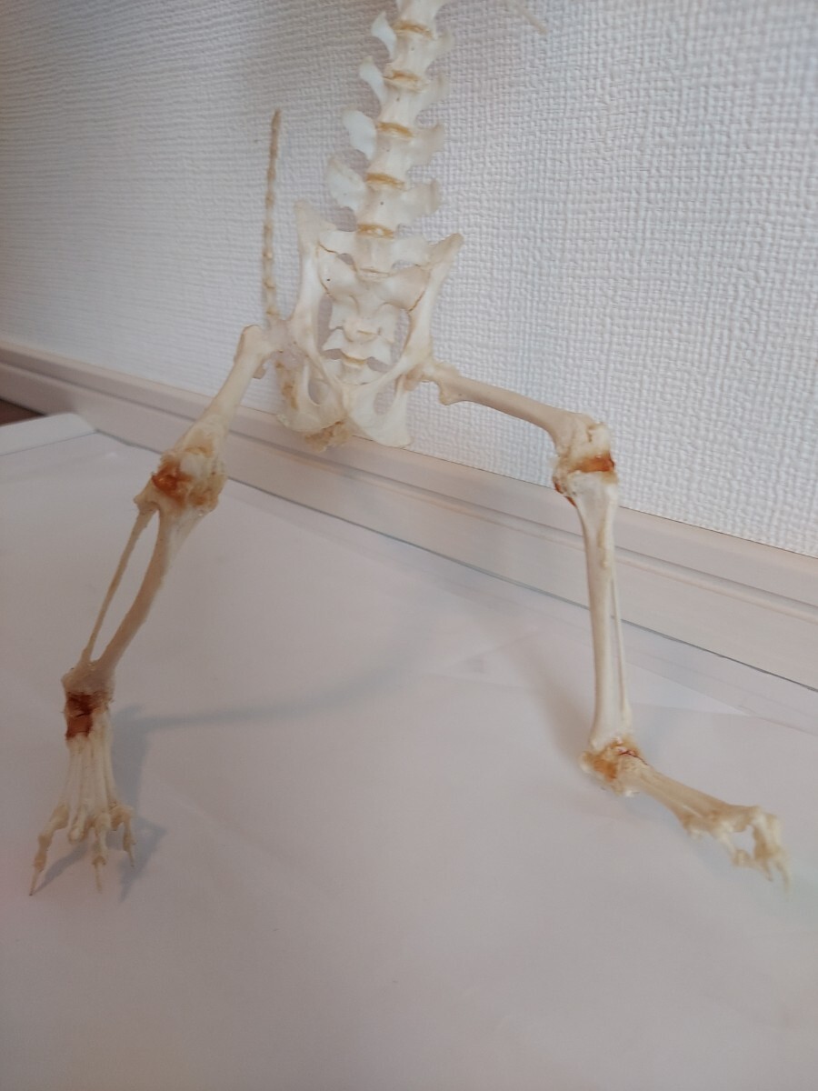 ミーアキャットの全身骨格標本 頭骨 頭蓋骨 剥製(科学、自然 ミーアキャットの全身骨格標本 頭骨 頭蓋骨 剥製(科学、自然