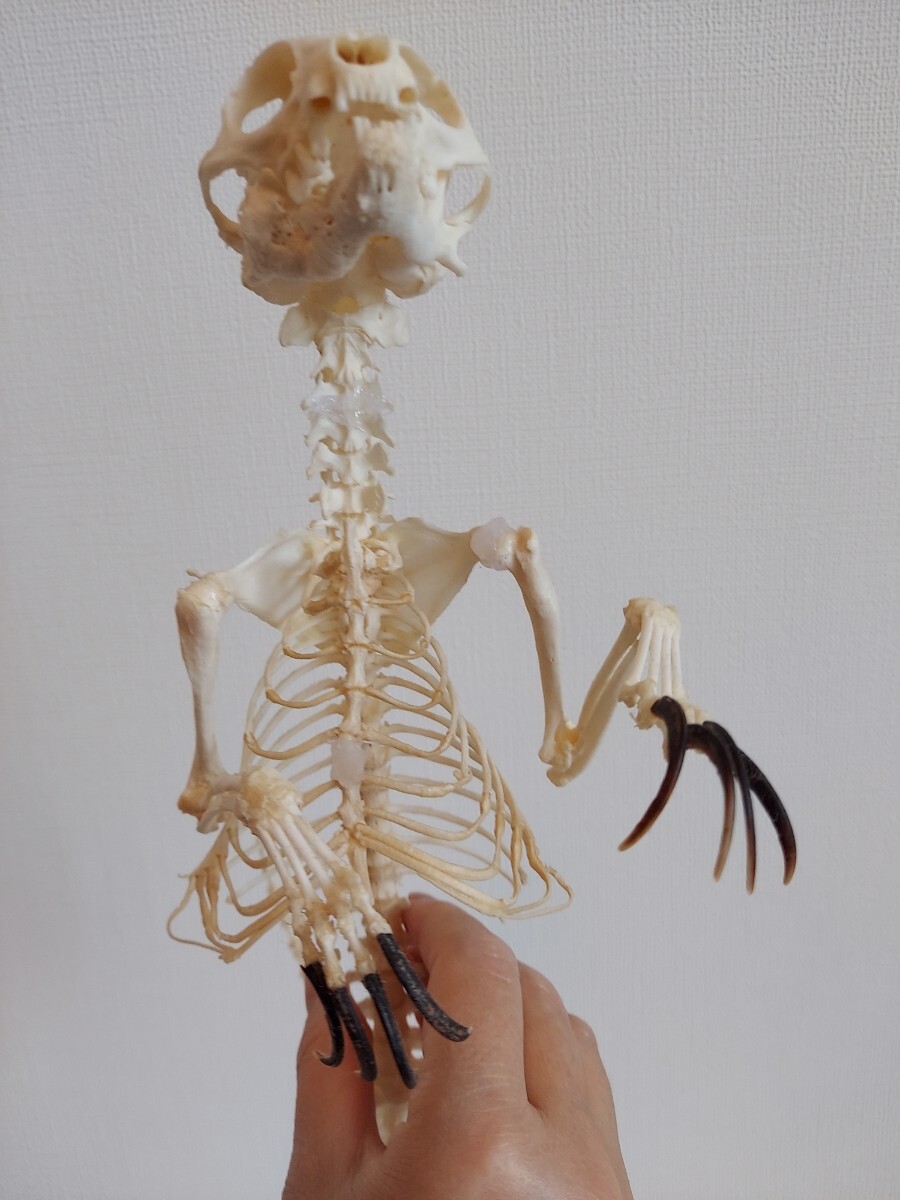 ミーアキャットの全身骨格標本 頭骨 頭蓋骨 剥製(科学、自然 ミーアキャットの全身骨格標本 頭骨 頭蓋骨 剥製(科学、自然