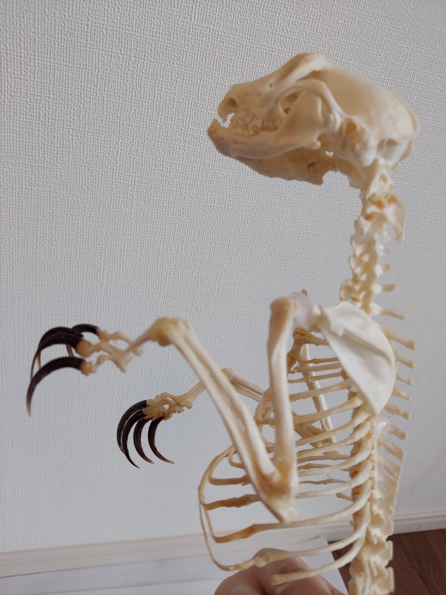 ミーアキャットの全身骨格標本 頭骨 頭蓋骨 剥製(科学、自然 ミーアキャットの全身骨格標本 頭骨 頭蓋骨 剥製(科学、自然
