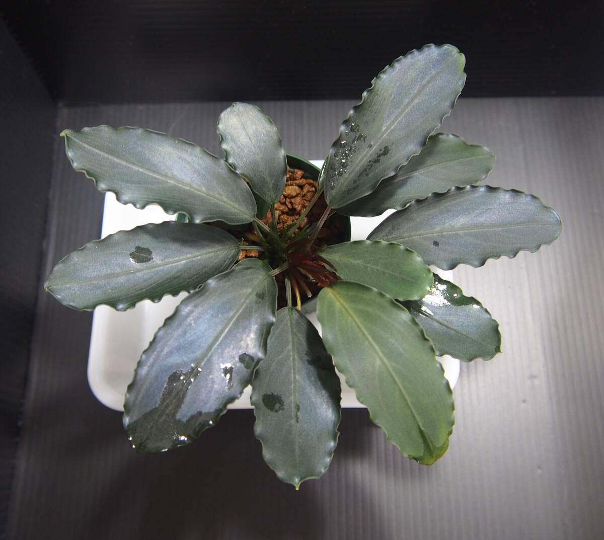 停止様確認用Bucephalandra sp.Pearl gray 水上育成株 Yahoo!オークション - Bucephalandra sp. " Pearl gray” TB便